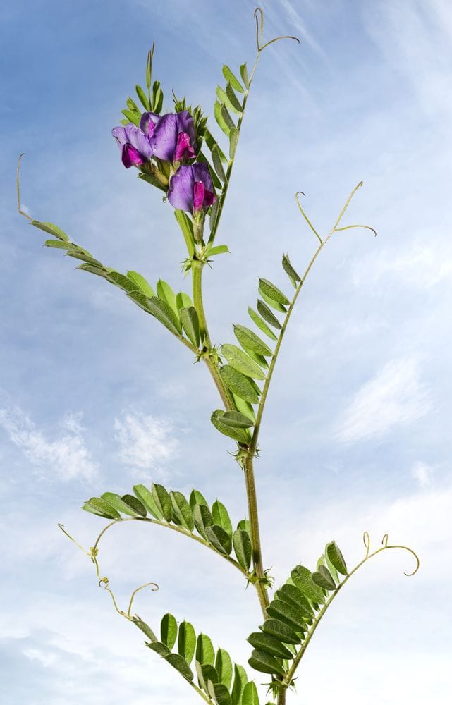Vicia sordida